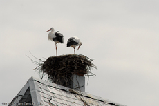 Weißstorch (11 von 20).jpg